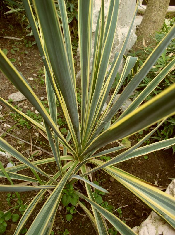 http://bambusy.info/img/uploaded/Yucca-filamentosa-Bright-edge-03.jpg
