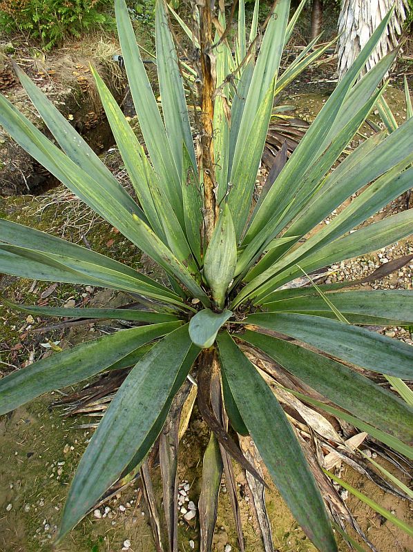 http://bambusy.info/img/uploaded/Yucca-gloriosa-01.jpg