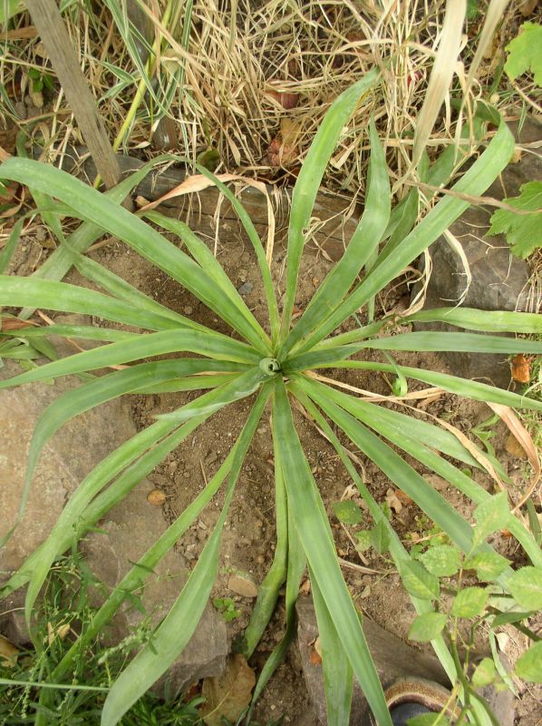 http://bambusy.info/img/uploaded/Yucca-gloriosa-02.jpg