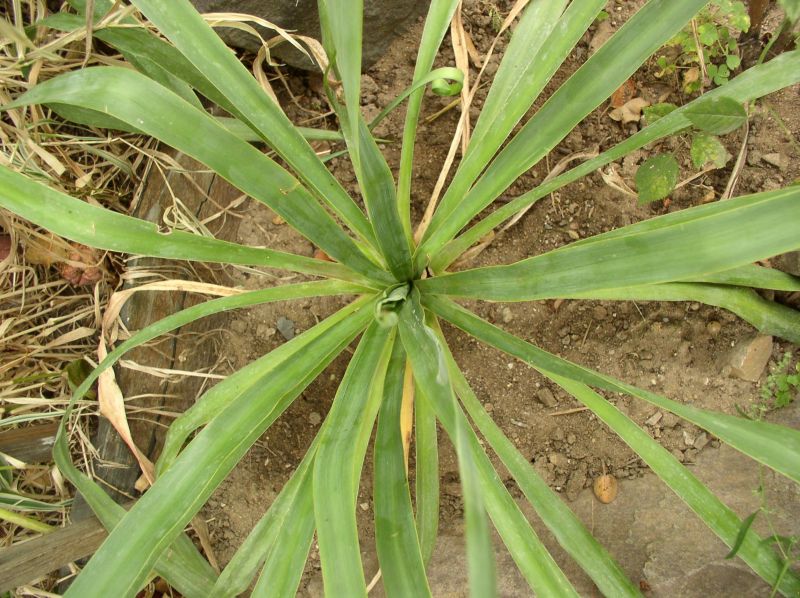 http://bambusy.info/img/uploaded/Yucca-gloriosa-03.jpg
