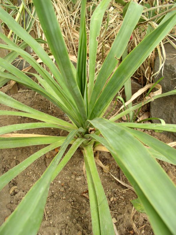 http://bambusy.info/img/uploaded/Yucca-gloriosa-04.jpg