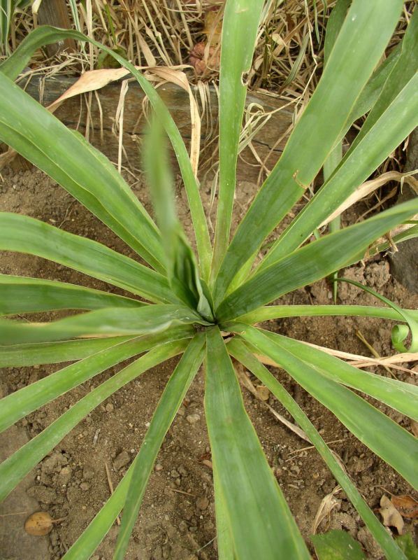 http://bambusy.info/img/uploaded/Yucca-gloriosa-05.jpg
