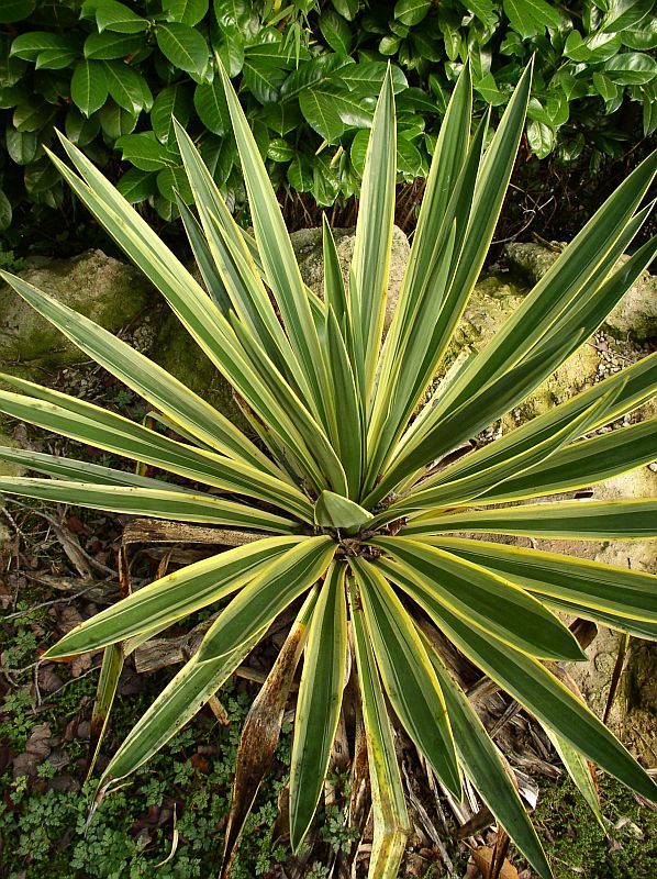 http://bambusy.info/img/uploaded/Yucca-gloriosa-Variegata-01.jpg