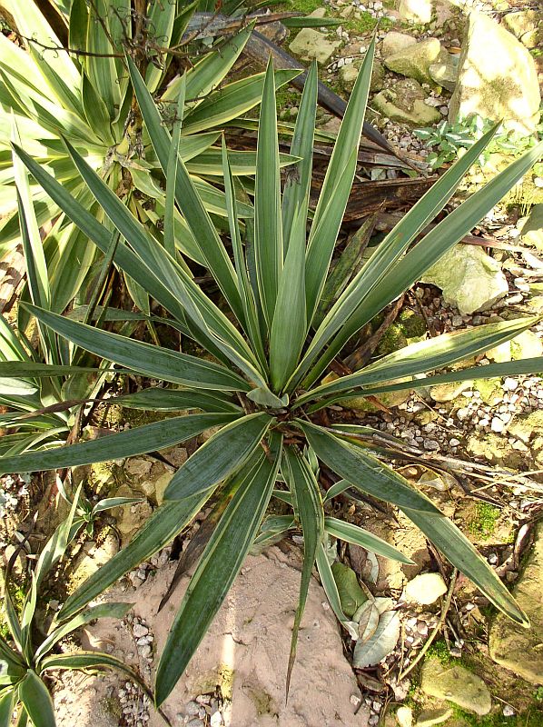 http://bambusy.info/img/uploaded/Yucca-gloriosa-Variegata-02.jpg