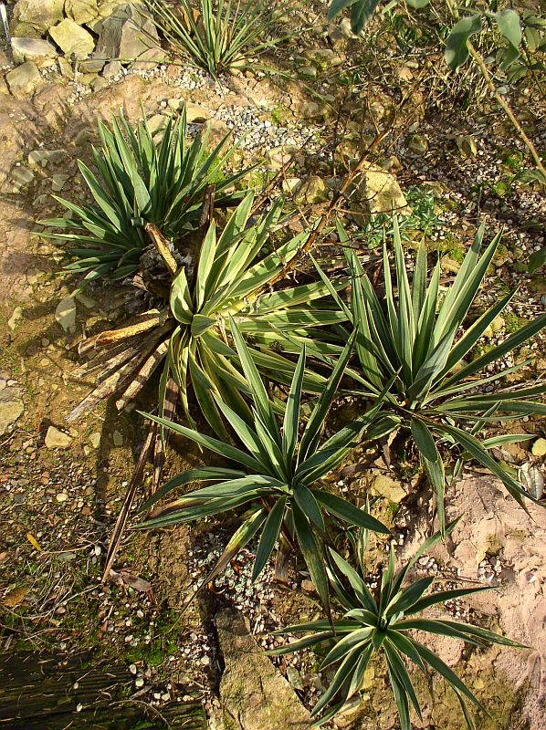http://bambusy.info/img/uploaded/Yucca-gloriosa-Variegata-03.jpg