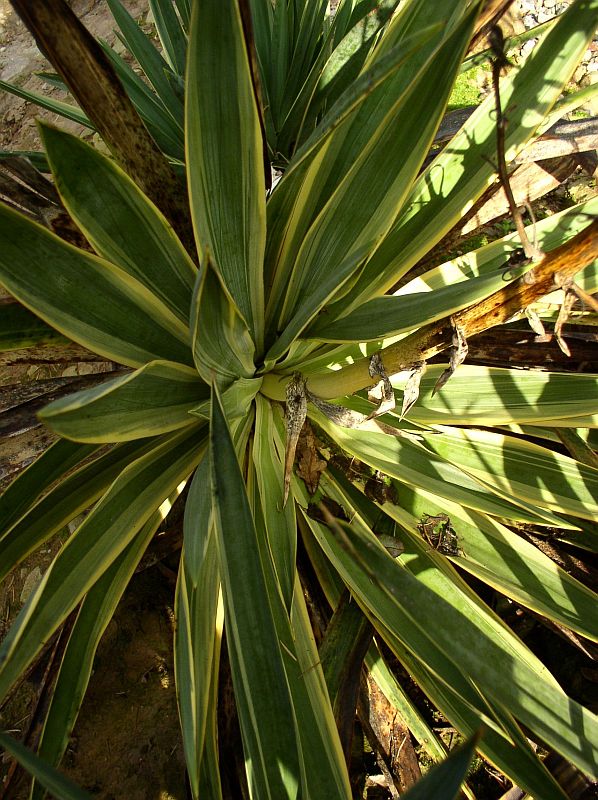http://bambusy.info/img/uploaded/Yucca-gloriosa-Variegata-05.jpg
