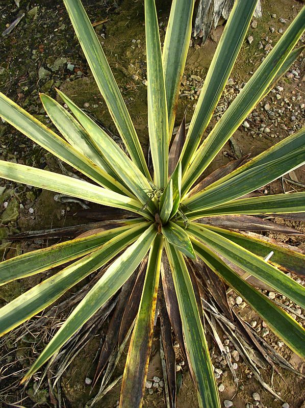 http://bambusy.info/img/uploaded/Yucca-gloriosa-Variegata-06.jpg