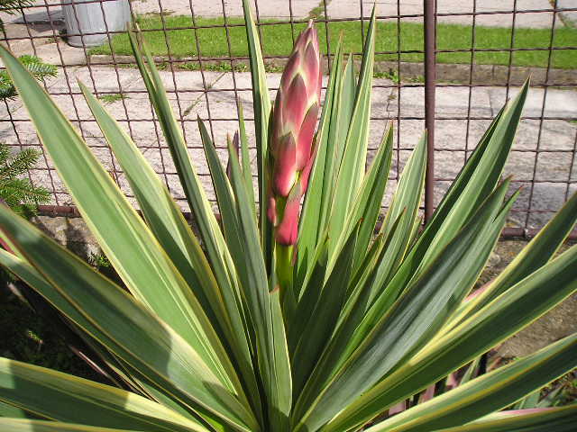 http://bambusy.info/img/uploaded/Yucca-gloriosa-variegata-Josef-01.jpg