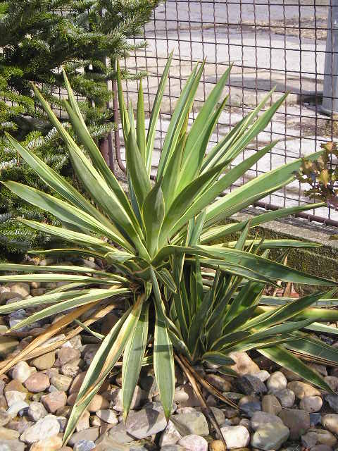 http://bambusy.info/img/uploaded/Yucca-gloriosa-variegata-Josef-03.jpg