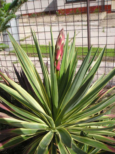 http://bambusy.info/img/uploaded/Yucca-gloriosa-variegata-Josef-04.jpg