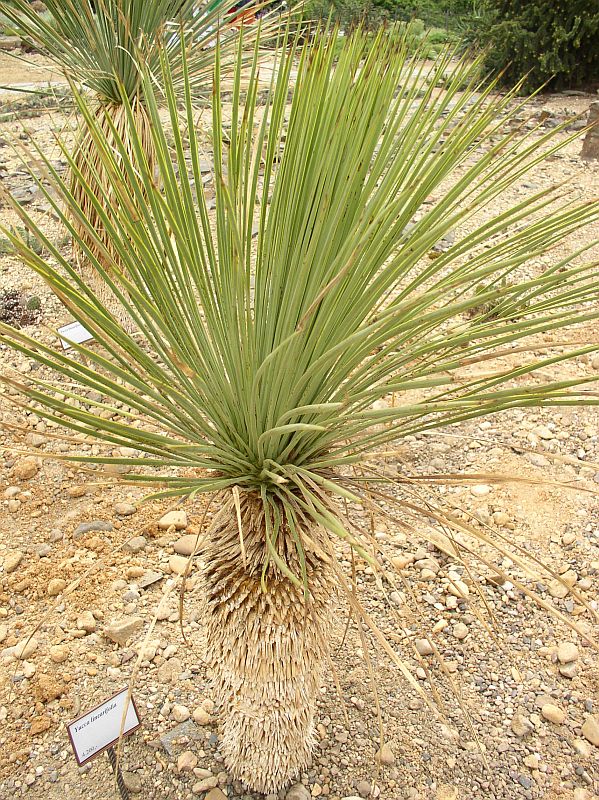 http://bambusy.info/img/uploaded/Yucca-linearifolia-Troja-01.jpg