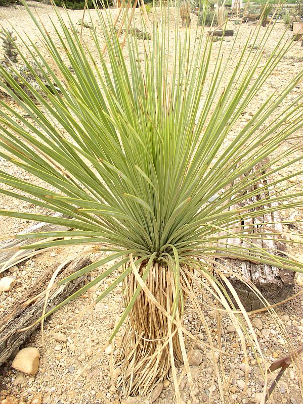 http://bambusy.info/img/uploaded/Yucca-linearifolia-Troja-02.jpg
