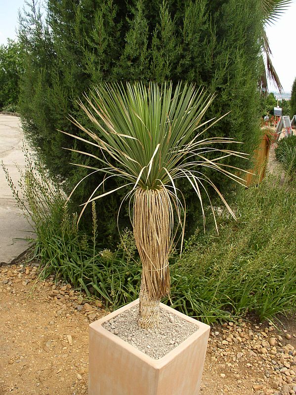 http://bambusy.info/img/uploaded/Yucca-linearifolia-Troja-03.jpg