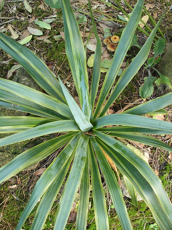 http://bambusy.info/img/uploaded/Yucca-recurifolia-Variegata-01.jpg