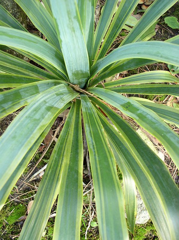 http://bambusy.info/img/uploaded/Yucca-recurifolia-Variegata-02.jpg