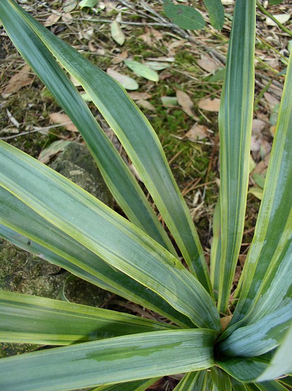http://bambusy.info/img/uploaded/Yucca-recurifolia-Variegata-03.jpg