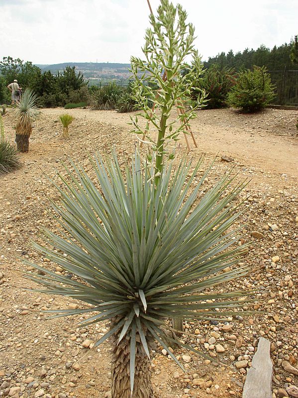 http://bambusy.info/img/uploaded/Yucca-rigida-Troja-03.jpg