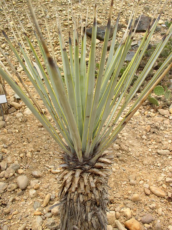 http://bambusy.info/img/uploaded/Yucca-rigida-Troja-04.jpg
