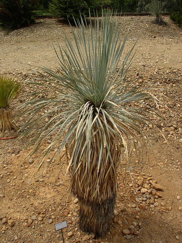 http://bambusy.info/img/uploaded/Yucca-rostrata-Troja-01.jpg