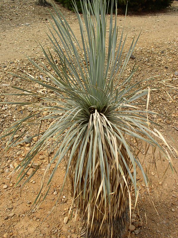 http://bambusy.info/img/uploaded/Yucca-rostrata-Troja-02.jpg