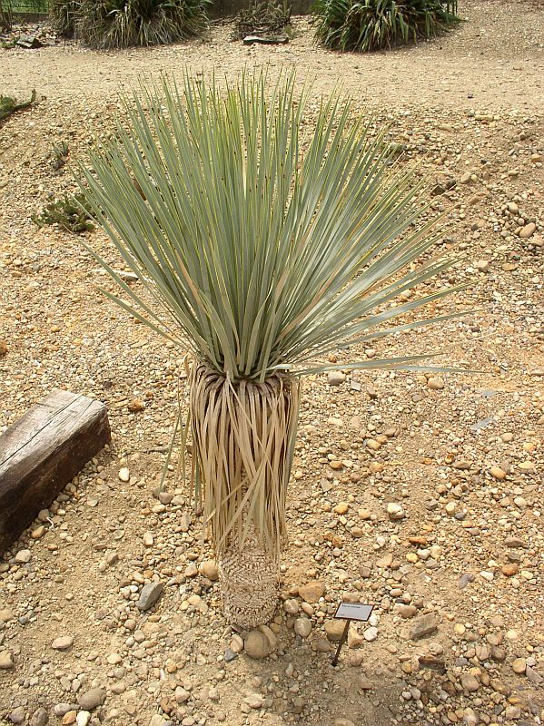 http://bambusy.info/img/uploaded/Yucca-rostrata-Troja-03.jpg