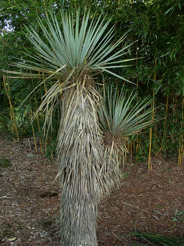 http://bambusy.info/img/uploaded/Yucca-thompsoniana-02.jpg