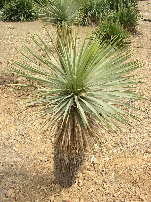 http://bambusy.info/img/uploaded/Yucca-thompsoniana-Troja-02.jpg