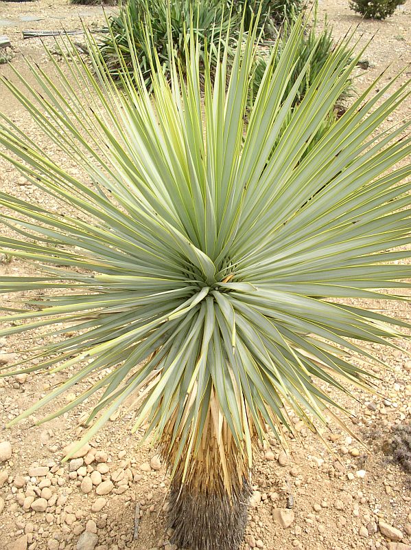 http://bambusy.info/img/uploaded/Yucca-thompsoniana-Troja-03.jpg