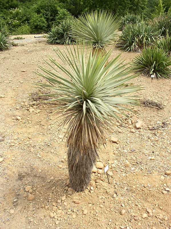 http://bambusy.info/img/uploaded/Yucca-thompsoniana-Troja-04.jpg