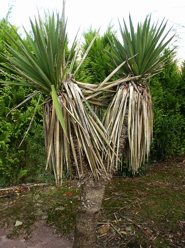http://bambusy.info/img/uploaded/Yucca-treculeana-01.jpg