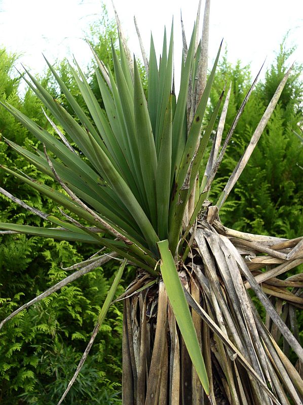 http://bambusy.info/img/uploaded/Yucca-treculeana-02.jpg