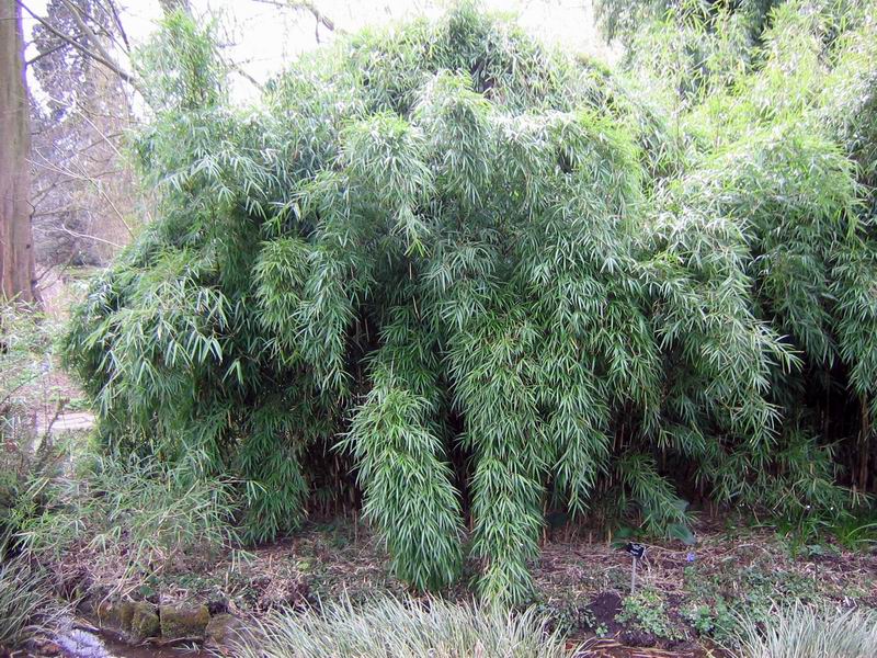 http://bambusy.info/img/uploaded/bambusy-botanicka-zahrada-v-Cambridge-2006-03-Lime-01.jpg