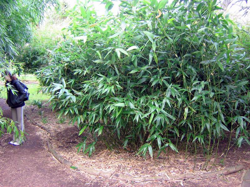 http://bambusy.info/img/uploaded/bambusy-botanicka-zahrada-v-Cambridge-2006-03-Lime-02.jpg