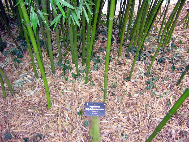 http://bambusy.info/img/uploaded/bambusy-botanicka-zahrada-v-Cambridge-2006-03-Lime-03.jpg