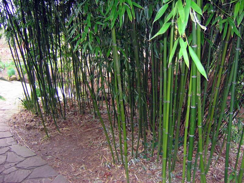 http://bambusy.info/img/uploaded/bambusy-botanicka-zahrada-v-Cambridge-2006-03-Lime-04.jpg