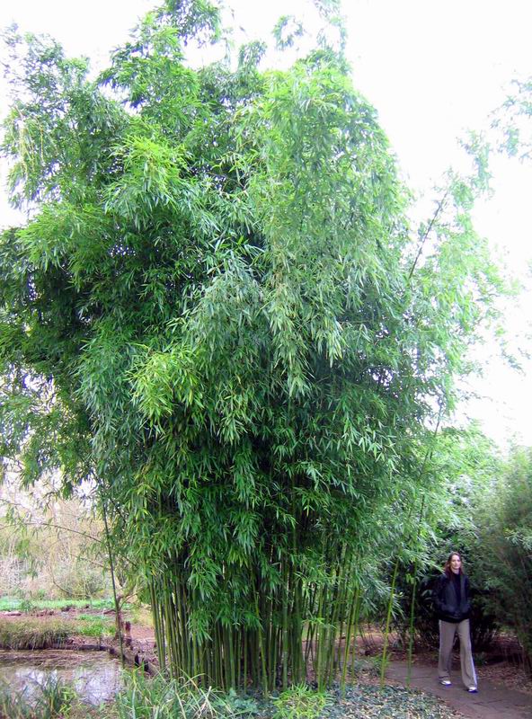 http://bambusy.info/img/uploaded/bambusy-botanicka-zahrada-v-Cambridge-2006-03-Lime-05.jpg