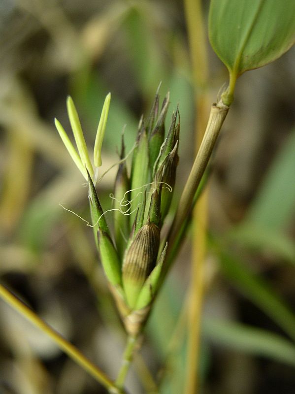 Detail obrázku zajimavosti/Phyllostachys-aureosulcata-Harbin-inversa-kvet-01.jpg