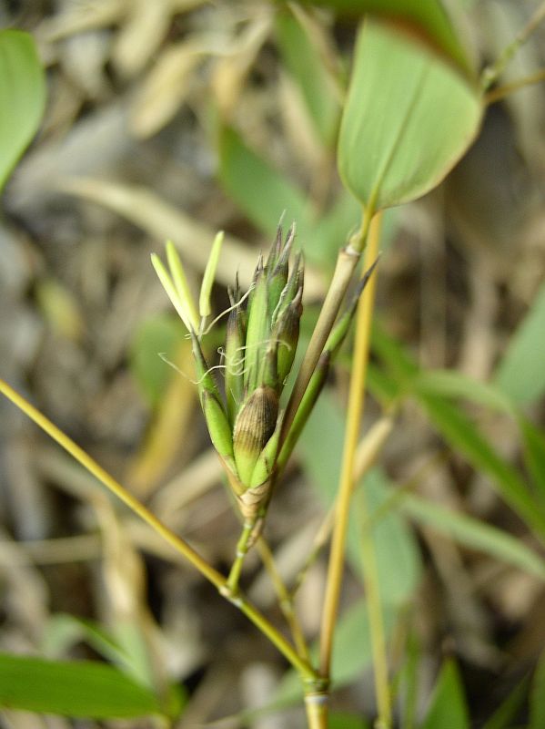 Detail obrázku zajimavosti/Phyllostachys-aureosulcata-Harbin-inversa-kvet-02.jpg