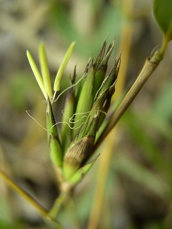 Detail obrázku zajimavosti/Phyllostachys-aureosulcata-Harbin-inversa-kvet-03.jpg