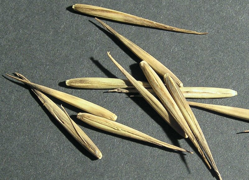 Detail obrázku zajimavosti/Semena-Phyllostachys-pubescens-02.jpg